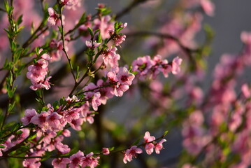 Fototapeta na wymiar peach blossoms 13