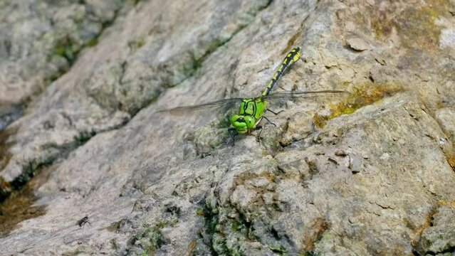 Green snaketail (Ophiogomphus cecilia), dragonfly encounter with a fly