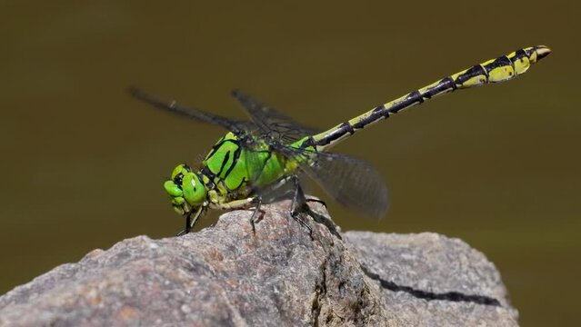 Green snaketail (Ophiogomphus cecilia), dragonfly vibrating its wings