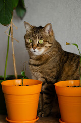 Brown striped cat with green eyes sits between pots of flowers. Funny cat wants to harm and eat...