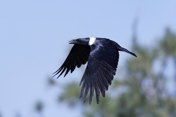 Pied crow (Corvus albus) - obrazy, fototapety, plakaty