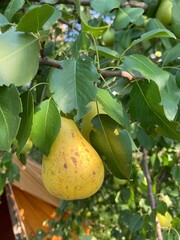 Yellow pear 