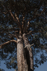 Fototapeta premium pine tree
