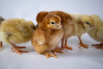 Small chicken on a white background