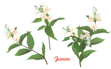 Jasmine white, blue, pink flowers, buds, leaves. Spring blossom. Twigs with light florets blooming on white background. Digital realistic illustration in watercolor style for design, vintage, vector