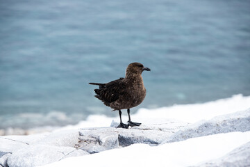 Skua