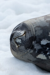 Schlafende Weddell-Robbe