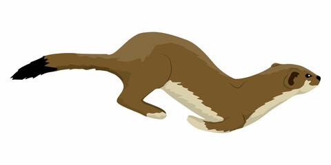 Summer brown stoat runs. Wild animals of the arctic. Mustela erminea. Realistic vector animal