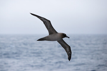 Fototapeta na wymiar Albatross in der Drake Passage