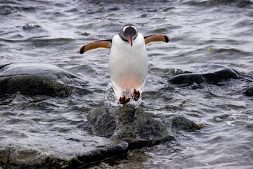 Eselspinguin am Strand