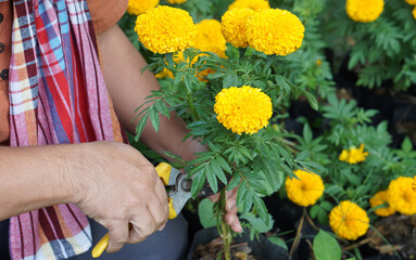 Asian middle aged man is relaxing with his free time by looking after flowers, caring of his growing plants near the vegetable beds in the backyard of his house. Soft and selective focus.