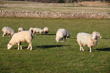 cotswold sheep grazing in the fields near Upper Slaughter, Gloucestershire
