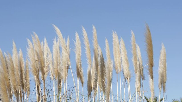Rushes , juncus moving in the wind on blue sky background