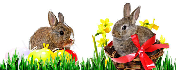 little rabbit and easter eggs isolated