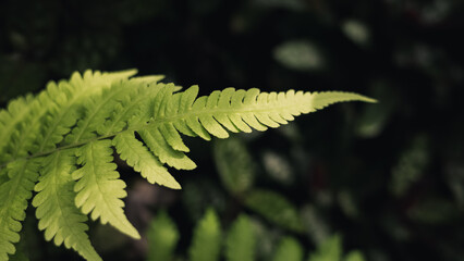 fern leaf in the forest