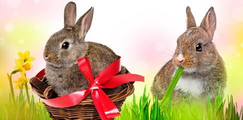 little baby rabbit eating a grass