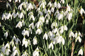 snow drops, first sign of spring coming