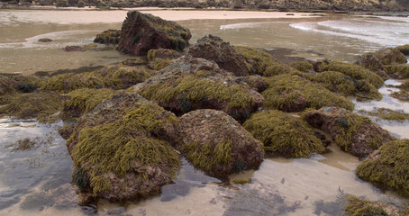 Coastal part of Cantabria in the north of Spain, Costa Quebrada, ie the Broken Coast, 
Codium fragile,  green sea fingers algae on the rocks in shallow water zone
