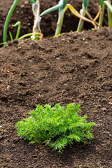 家庭菜園で混植用に生えたカモミール　日本