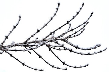 Zweige mit Raureif bedeckt vor hellem Hintergrund