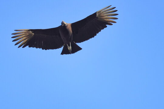A closeup of a black California condor flying high in the blue sky with its wings wide open