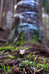 Obraz premium 日本 関西 伐採用の森林に咲く可憐な花