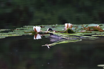 Eurasian coot (Fulica atra) in wetland collecting nesting material like grass blades for nest...