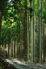 	伐採前のスギ林の写真