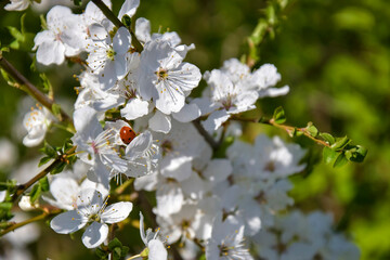 Branches of cherry blossoms in garden in spring. Close-up. Selective focus.