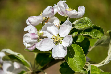 Branch of blooming apple tree in garden in spring. Close-up. Selective focus.