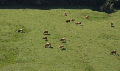 Mountainous part of Cantabria in the north of Spain, hiking route in Collados del Ason Natural Park
