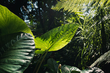 Philodendron