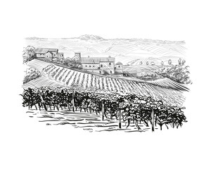Vineyard landscape vector sketch design. Hand drawn illustration