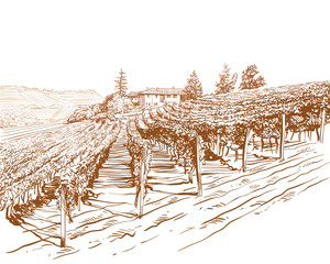 Vineyard landscape vector sketch design. Hand drawn illustration - 486452870
