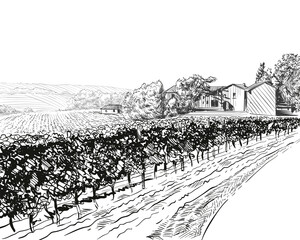 Vineyard landscape vector sketch design. Hand drawn illustration
