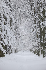 Snowy white winter landscape view with forest pedestrian trail.