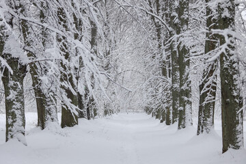 Fototapeta premium Snowy white winter landscape view with forest pedestrian trail.