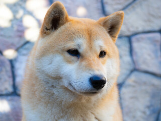 Shiba Inu puppy looks like a little fox