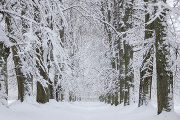 Snowy white winter landscape view with forest pedestrian trail.