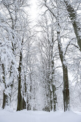 Snowy white winter landscape view with forest pedestrian trail.