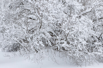 Close up detail photography of small forest bushes with large snow fallen on them.