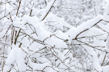 Close up detail photography of small forest bushes with large snow fallen on them.