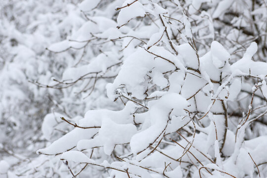 Close up detail photography of small forest bushes with large snow fallen on them.