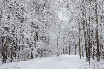 Snowy white winter road through small countryside forest.