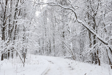 Snowy white winter road through small countryside forest.