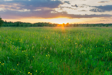 Bright beautiful summer evening, sunset on a meadow with flowers