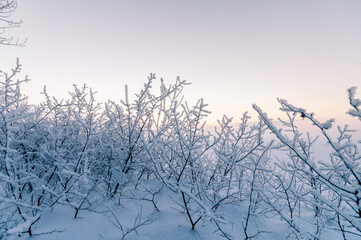 
Severe frost, trees and shrubs in hoarfrost, a lot of snow