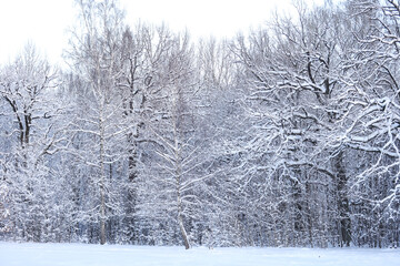 Naklejka premium Snowy winter snow covered landscape photography.