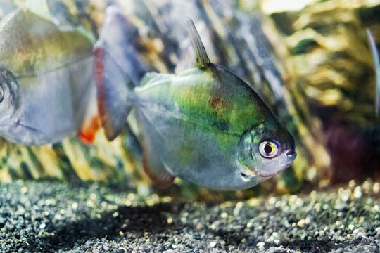 Silver dollar aquarium fish. Close-up. Selective focus.