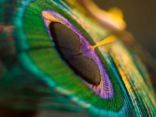 Badezimmer Foto Rückwand peacock feather close up, Peacock feather, Peafowl feather. © Sunanda Malam